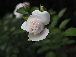 玫瑰,愛情,浪漫