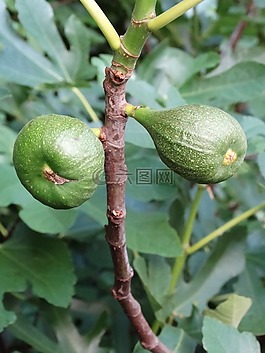 無花果,植物,性質(zhì)