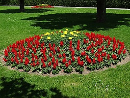 花坛,鲜花,红色