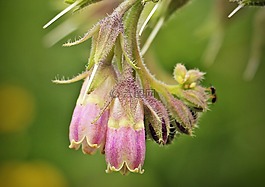 野花,性質(zhì),開(kāi)花