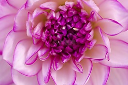 嬌琴紗,花,開花