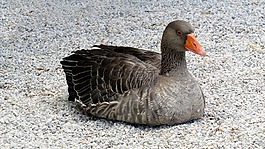 鵝,動物,鳥