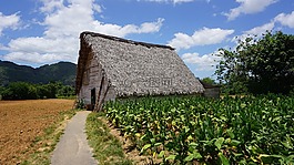 古巴,vinales的,人工林