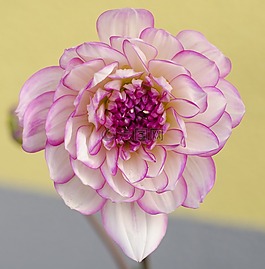 嬌琴紗,花,開花