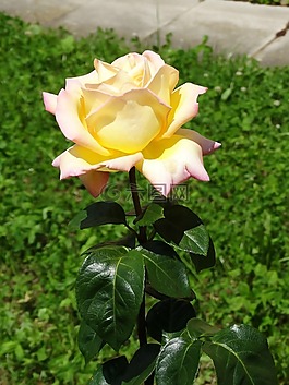 玫瑰,白,開花