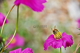 蜜蜂,鮮花,紫色