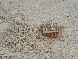 螃蟹,砂,海灘