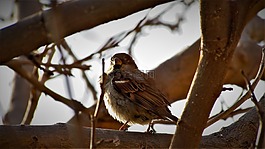 鳥,野生動物,性質(zhì)