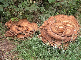 蘑菇,秋季,荷蘭