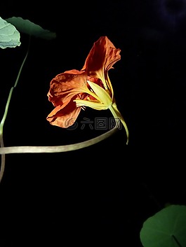花,金蓮花,紅色
