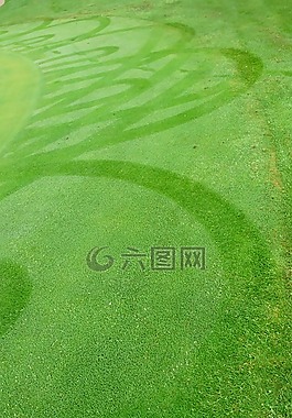草地,草,綠色