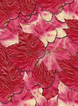 紅葉,秋天的顏??色,秋葉