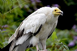 埃及禿鷹,鷹狀,猛禽
