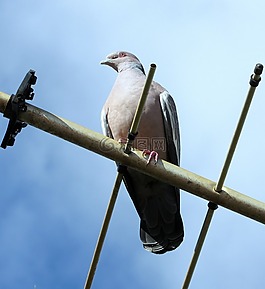 鴿子,carijó,鳥