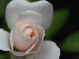 玫瑰,愛(ài)情,鮮花