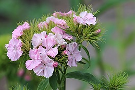 bartrnelke,開花,香石竹