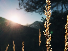 草,陽光,山