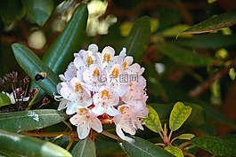 蜜蜂,春,花