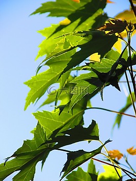 工作表,性質(zhì),植物
