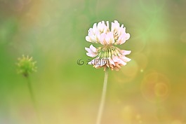 克萊,開花,三葉草花