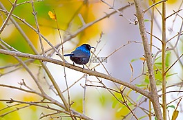 鳥,野生動物,自然