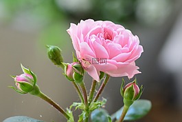 玫瑰,粉紅色的玫瑰,芽
