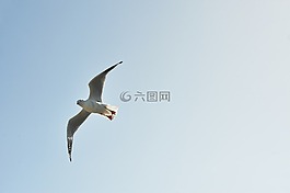 動物,鳥,鷗