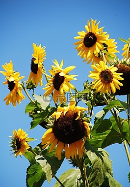 太陽花,花,夏季