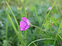 野花,粉紅色,開(kāi)花
