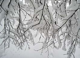 雪,冬季,白