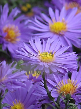 性質(zhì),花卉,植物