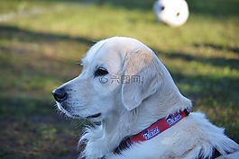 狗,金毛尋回犬,寵物
