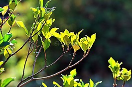 光葉,葉子,綠色