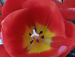 開(kāi)花,郁金香,紅色