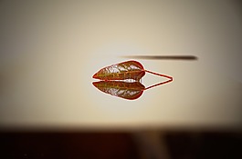 自然,葉,桌面