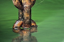 水,自然,池