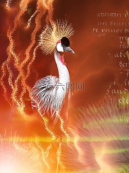起重機,鳥,羽毛