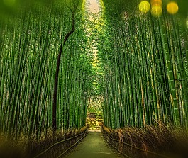 竹,绿色,栅栏