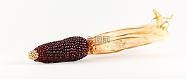 玉米,观赏玉米,谷物