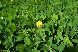 花卉,花園,植物