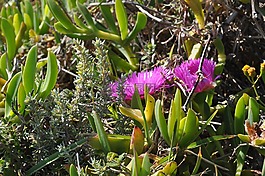 自然,植物區(qū)系,花