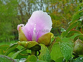 花,牡丹,粉色