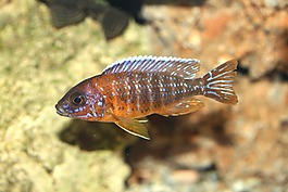 aulonocara,jacobfreibergi水獭点,cichlid