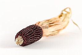玉米,观赏玉米,谷物