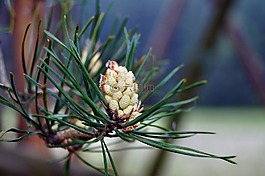 松,開花,派恩溫室