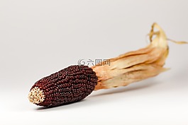 玉米,观赏玉米,谷物