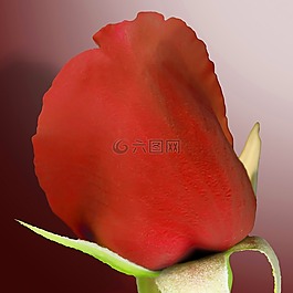 粉色,花,紅色