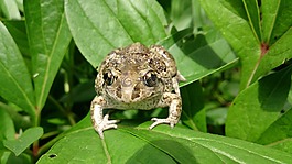 年輕,ropuszka,在片