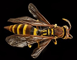 歐洲紙黃蜂,特寫(xiě),裝載
