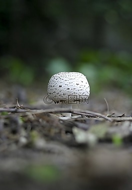 特寫,地面,蘑菇